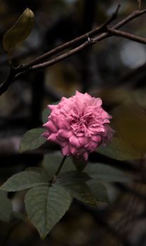 粉红色玫瑰花的特写细节，叶子和花瓣上挂着露珠，尽显自然之美