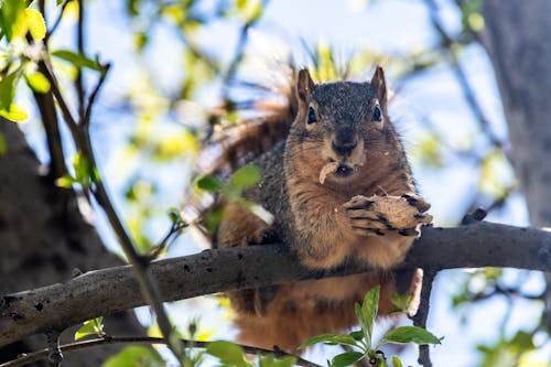 Безкоштовне стокове фото на тему «sciuridae, білка, впритул»