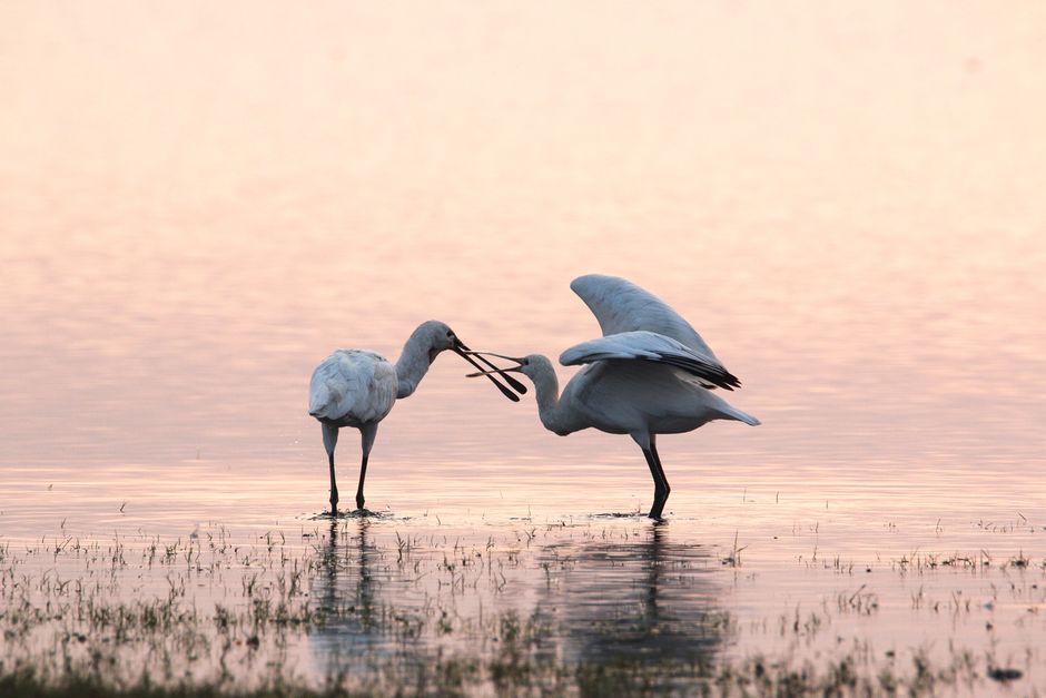 Two spoonbill birds with long beaks wading in water at sunset, capturing serene golden hour ambiance.