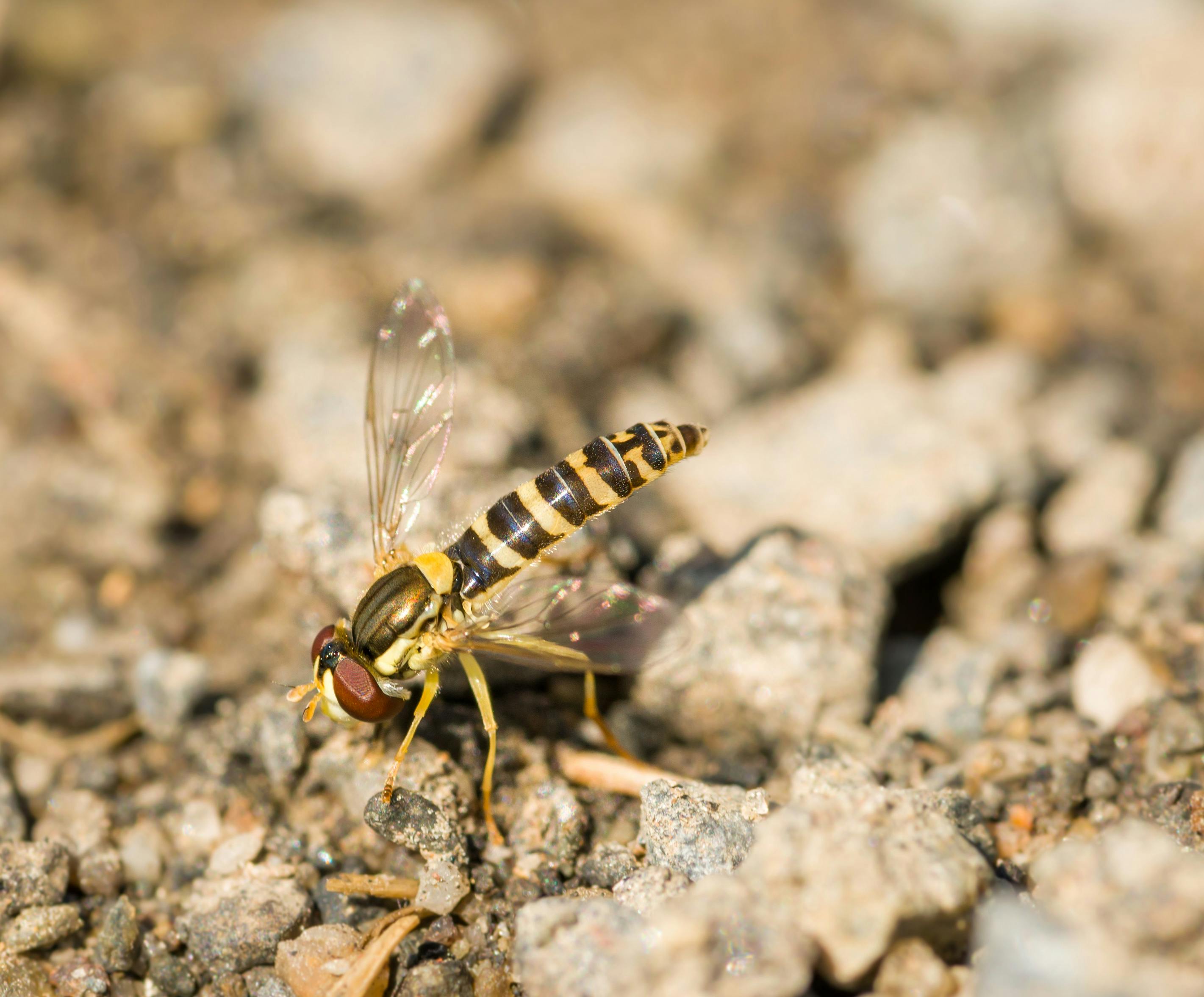 297+ Best Free Wasp Stock Photos & Images · 100% Royalty-Free HD Downloads