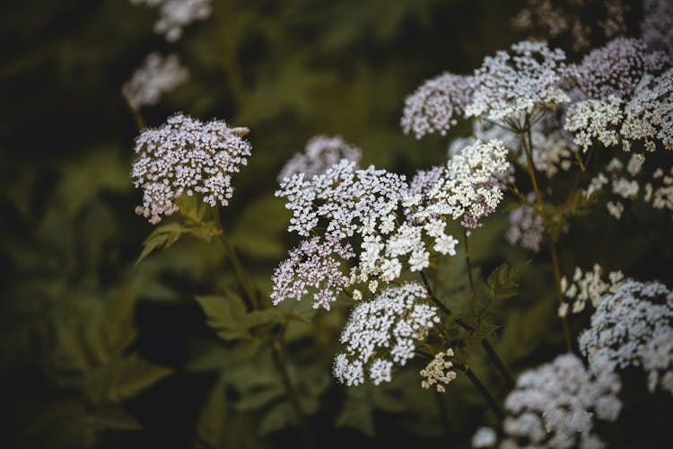 Queen Anne's Lace Flowers In Bloom