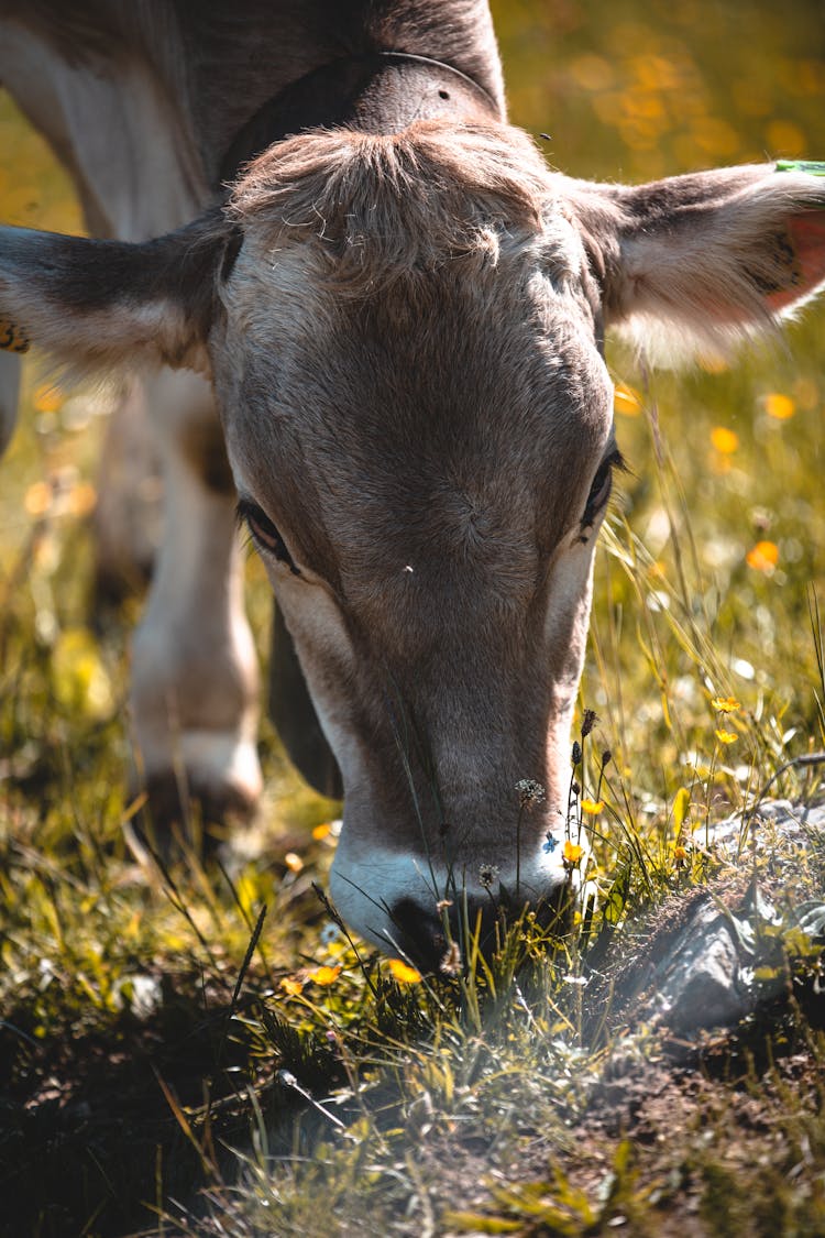 A Brown Cow Eating Grass