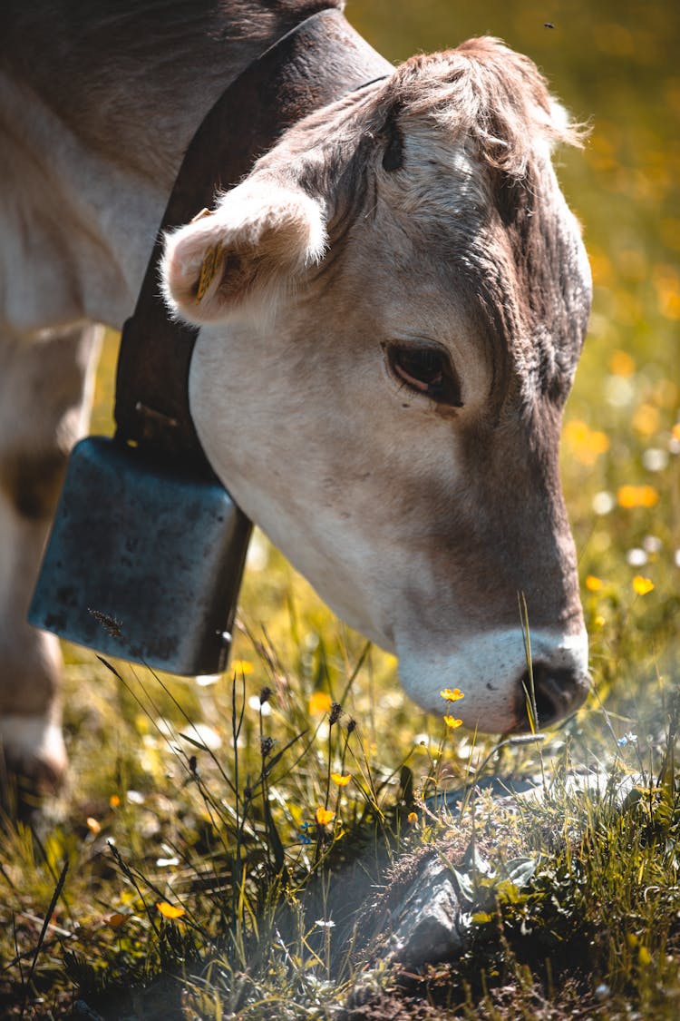 A Brown Cow Eating Grass