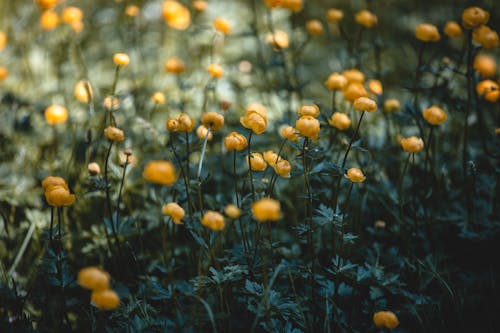 Gratis Immagine gratuita di avvicinamento, fiori gialli, fioritura Foto a disposizione