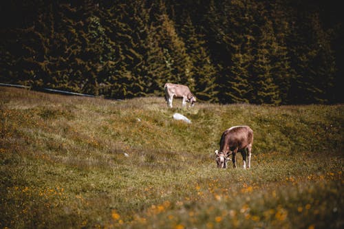 Foto profissional grátis de animal, árvores verdes, campo de grama