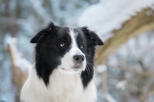 Free A Close-Up Shot of a Border Collie Stock Photo