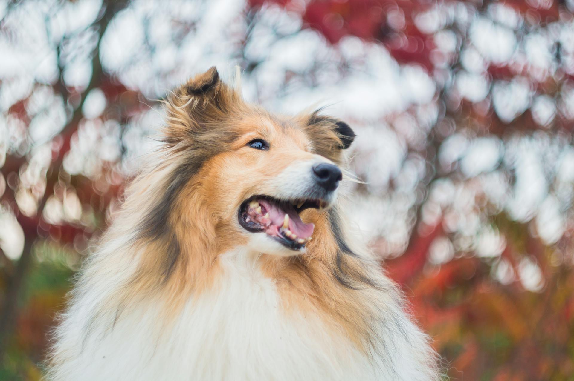 En närbild av en Sheltie