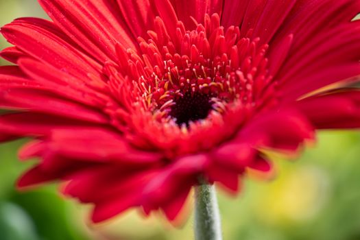 Close-up of a vibrant red gerbera flower in full bloom with lush details.