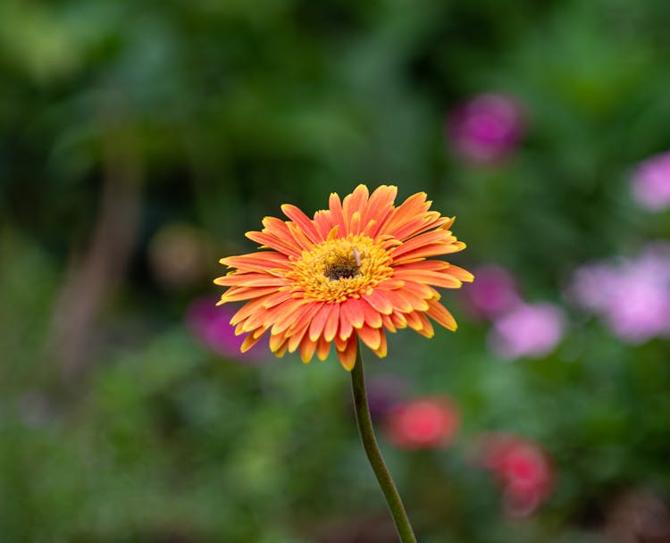 Orange Gerbera Flower In A Garden