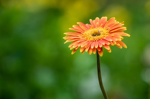 Photos gratuites de beauté dans la nature, centrale, délicat