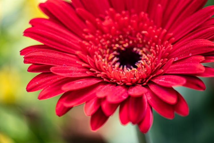 Red Gerbera Flower In A Garden 