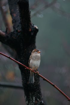 雨天，森林里一只麻雀栖息在树枝上的特写