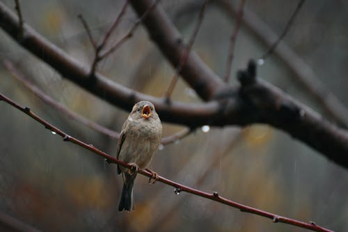 Ücretsiz birdsong, dal, doğa içeren Ücretsiz stok fotoğraf Stok Fotoğraflar