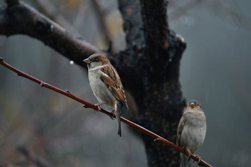 Free Birds Perching on a Twig  Stock Photo