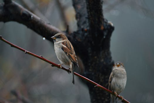 Two sparrows perched on a twig during rainfall, showcasing natural wildlife moments.