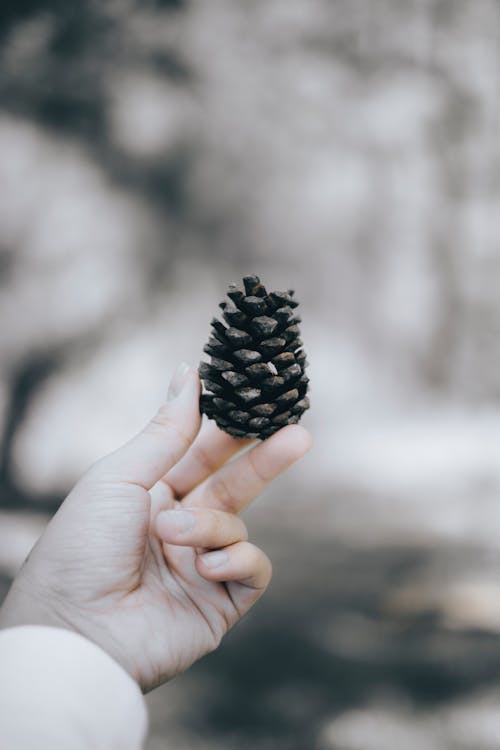 A Person Holding a Pine Cone