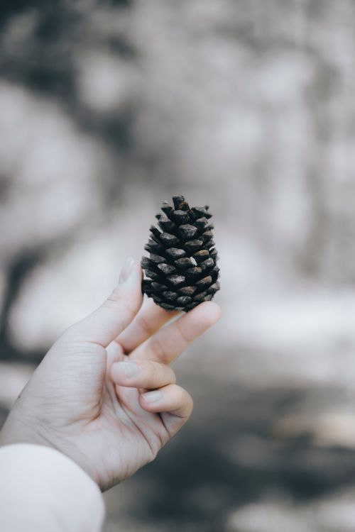 Free A detailed close-up of a pine cone held in hand against a blurred outdoor background. Stock Photo