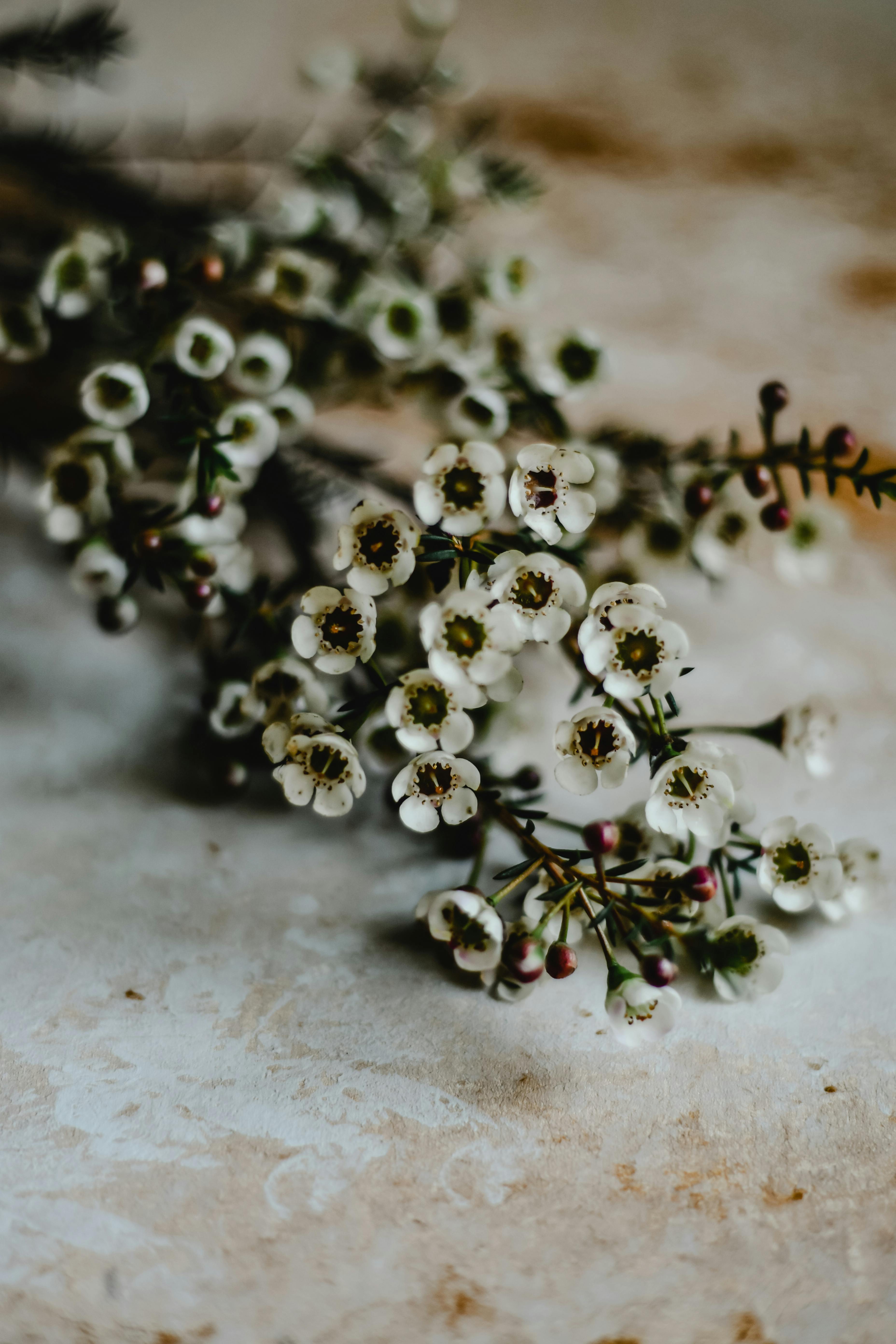 Detailed view of white Chamelaucium uncinatum flowers on a rustic background, creating a natural aesthetic.