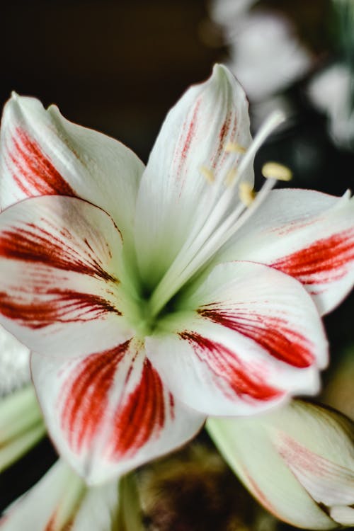Free White and Red Amaryllis Flower in Close-Up Photography  Stock Photo