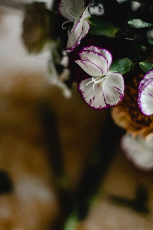 Free Purple and White Flower in Close-Up Photography Stock Photo