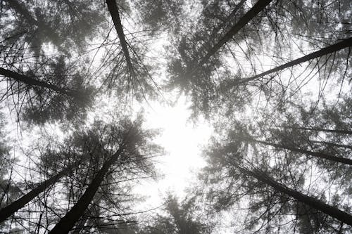 Free Grayscale Photo of Tall Trees in the Forest Stock Photo