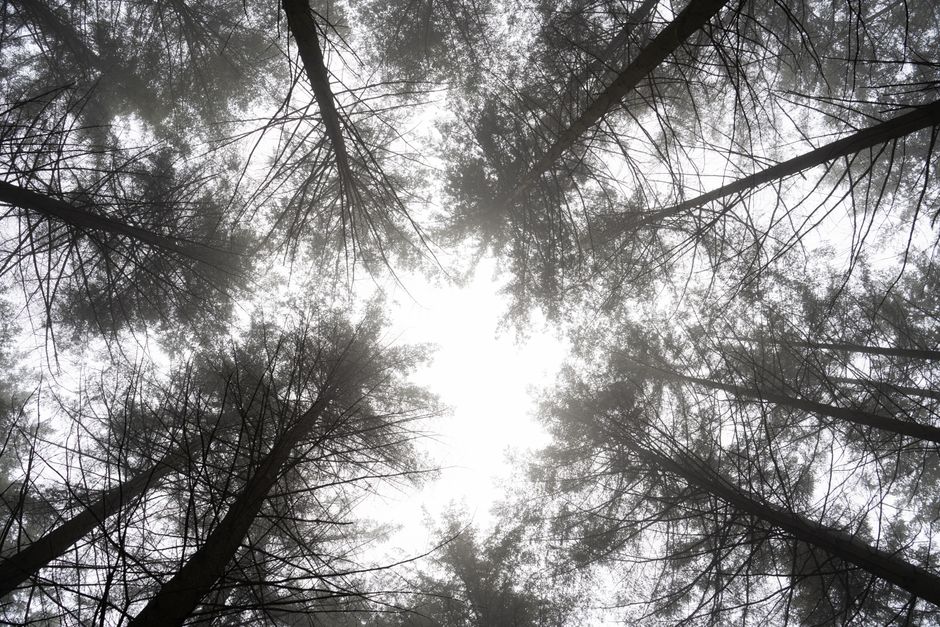 Monochrome view of towering trees reaching skyward in a misty forest setting.