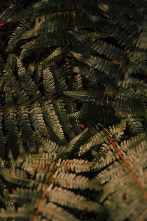 Background of fern leaves on thin stems growing in lush rainforest during daytime