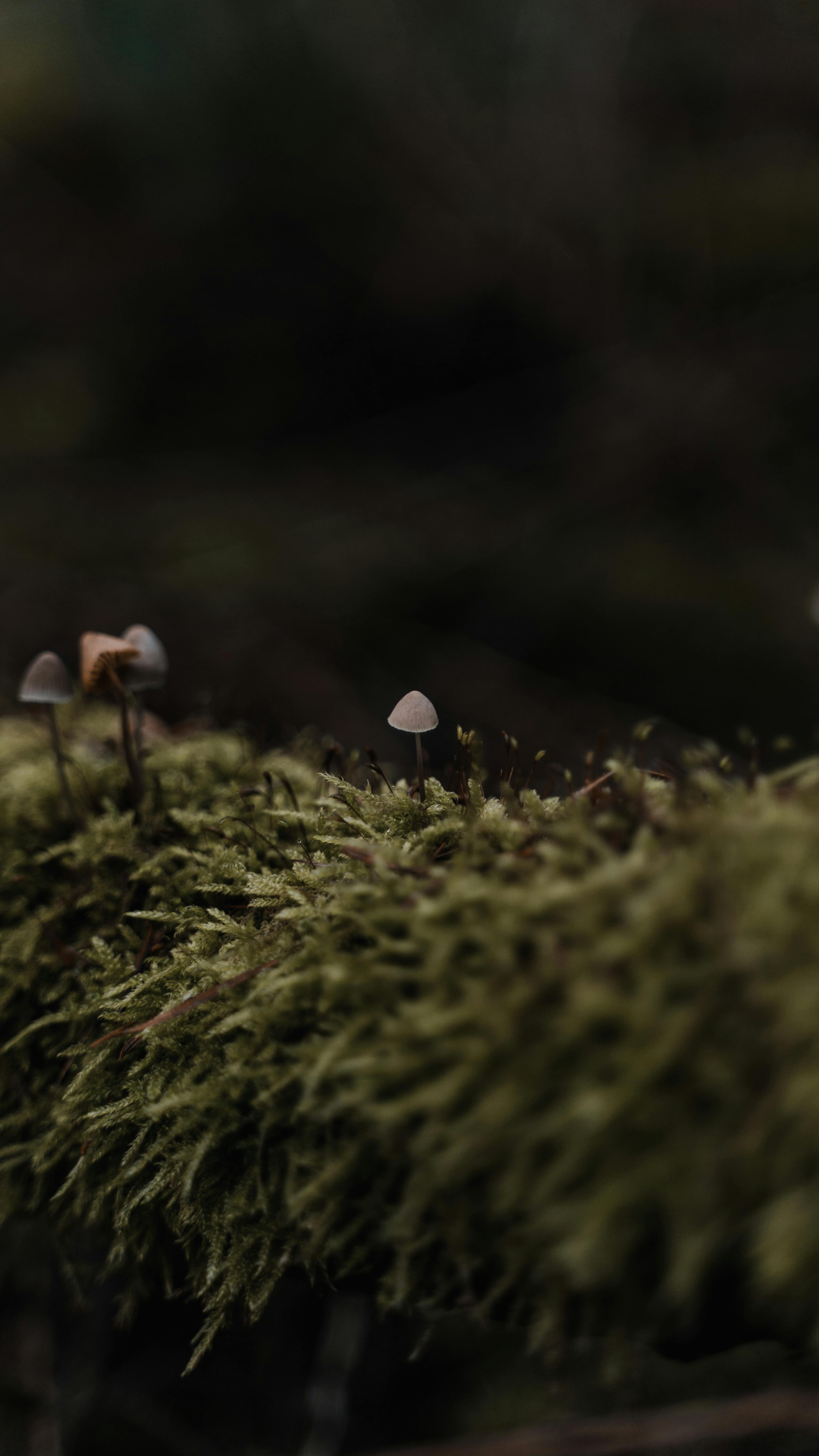 is crassula poisonous to humans - small delicate mushrooms growing in forest