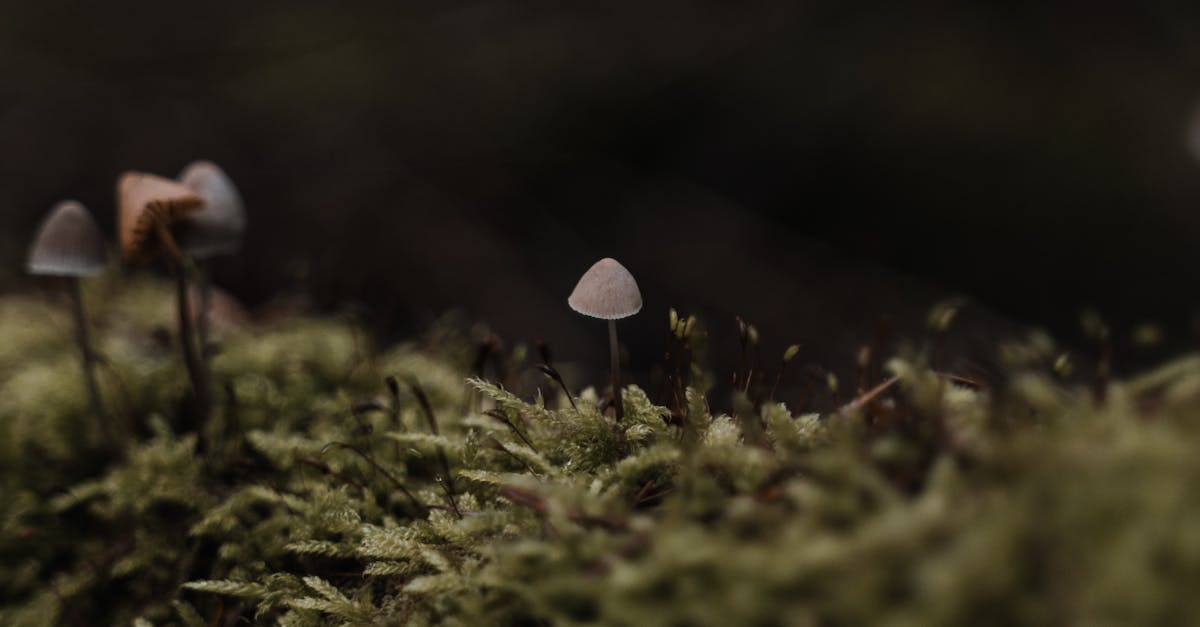Why do mushrooms grow in the grass