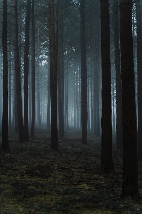 Mysterious scenery of tall trees growing in grassy forest in dark misty day