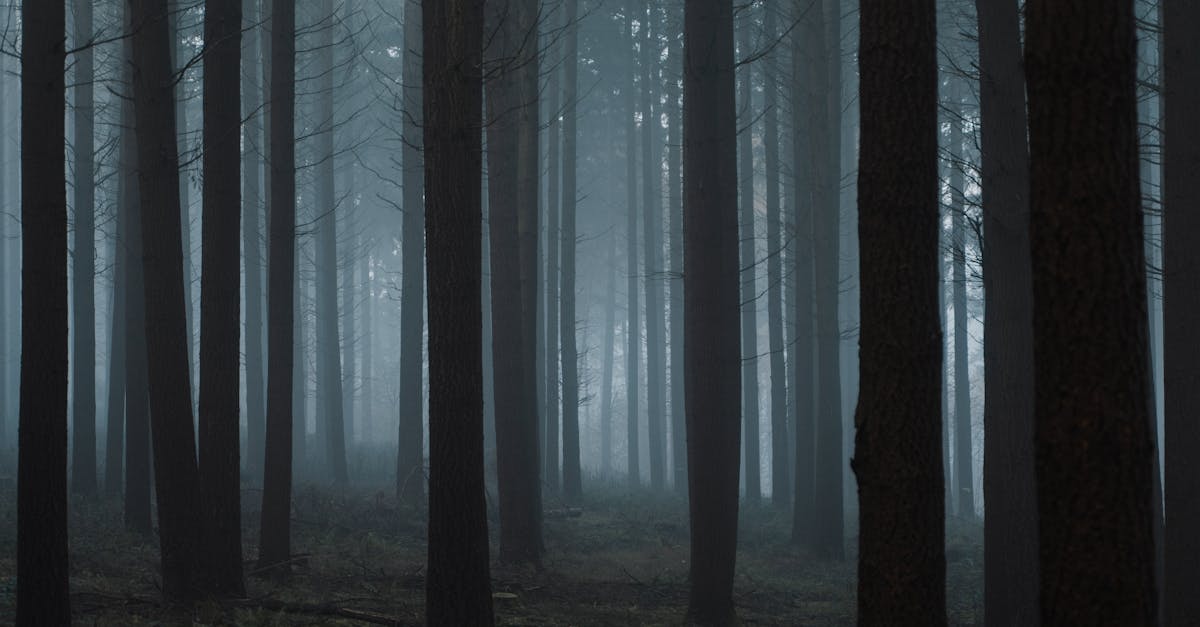 Dry leafless trees in foggy woodland · Free Stock Photo