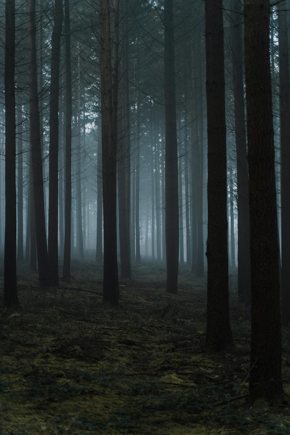 Mysterious foggy woodland with bare trees — solitude and silence for shinrin-yoku