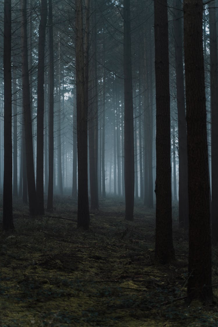 Dry Leafless Trees In Foggy Woodland