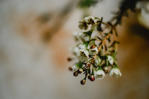 틸트 시프트 렌즈의 흰색 꽃 봉오리