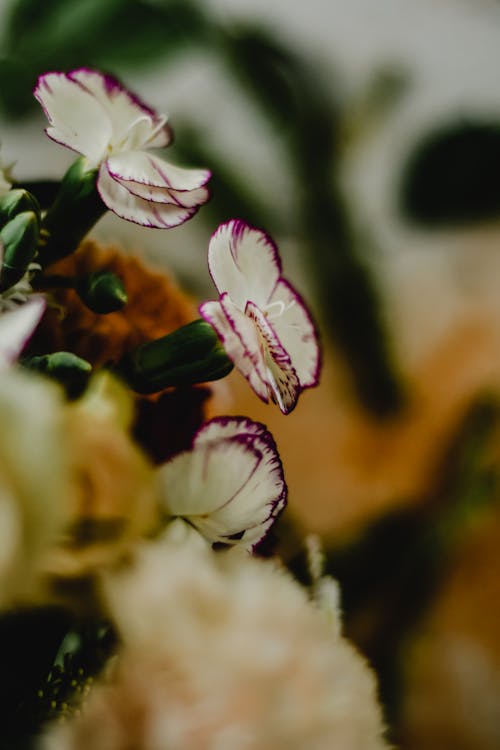 Free Purple and White Flower in Blurred Background  Stock Photo