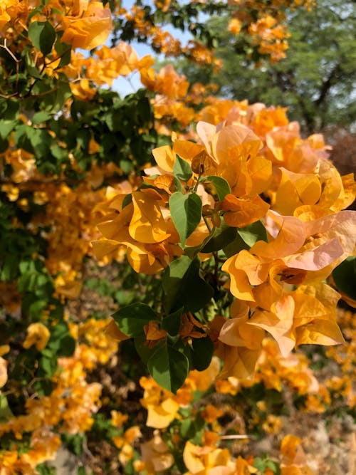 Imagine de stoc gratuită din Bougainvillea, bougainvilleas, buchet de flori