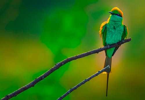 Colorful bee eater with green plumage sitting on leafless sprig of tree in wild nature on blurred background during summer