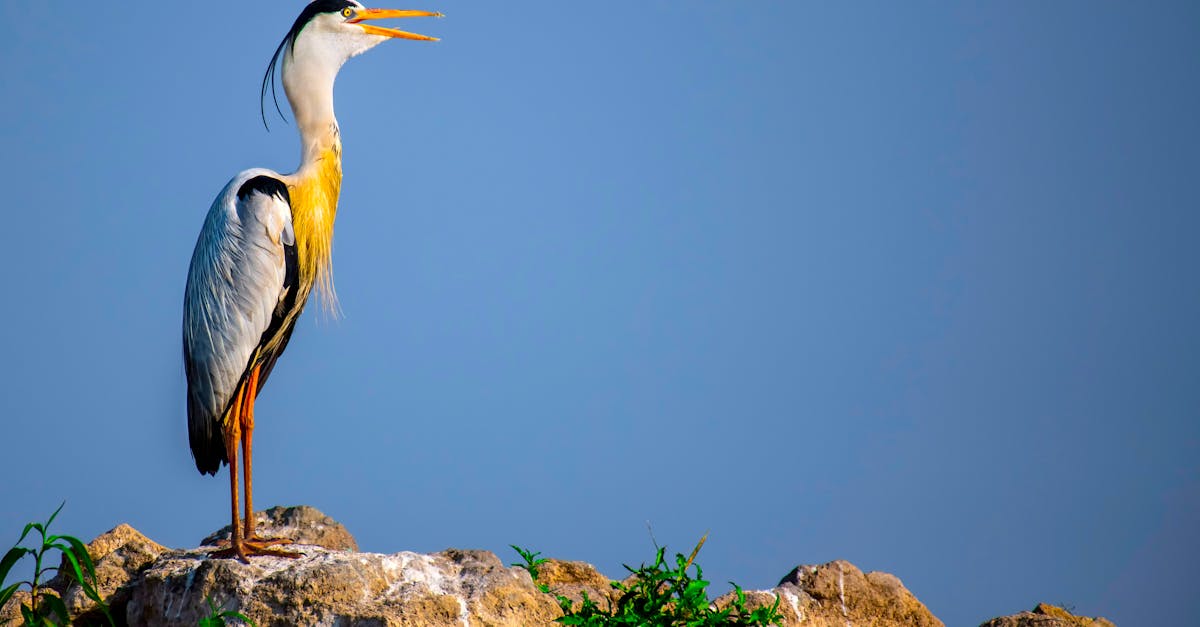 How to tie bandana top around neck