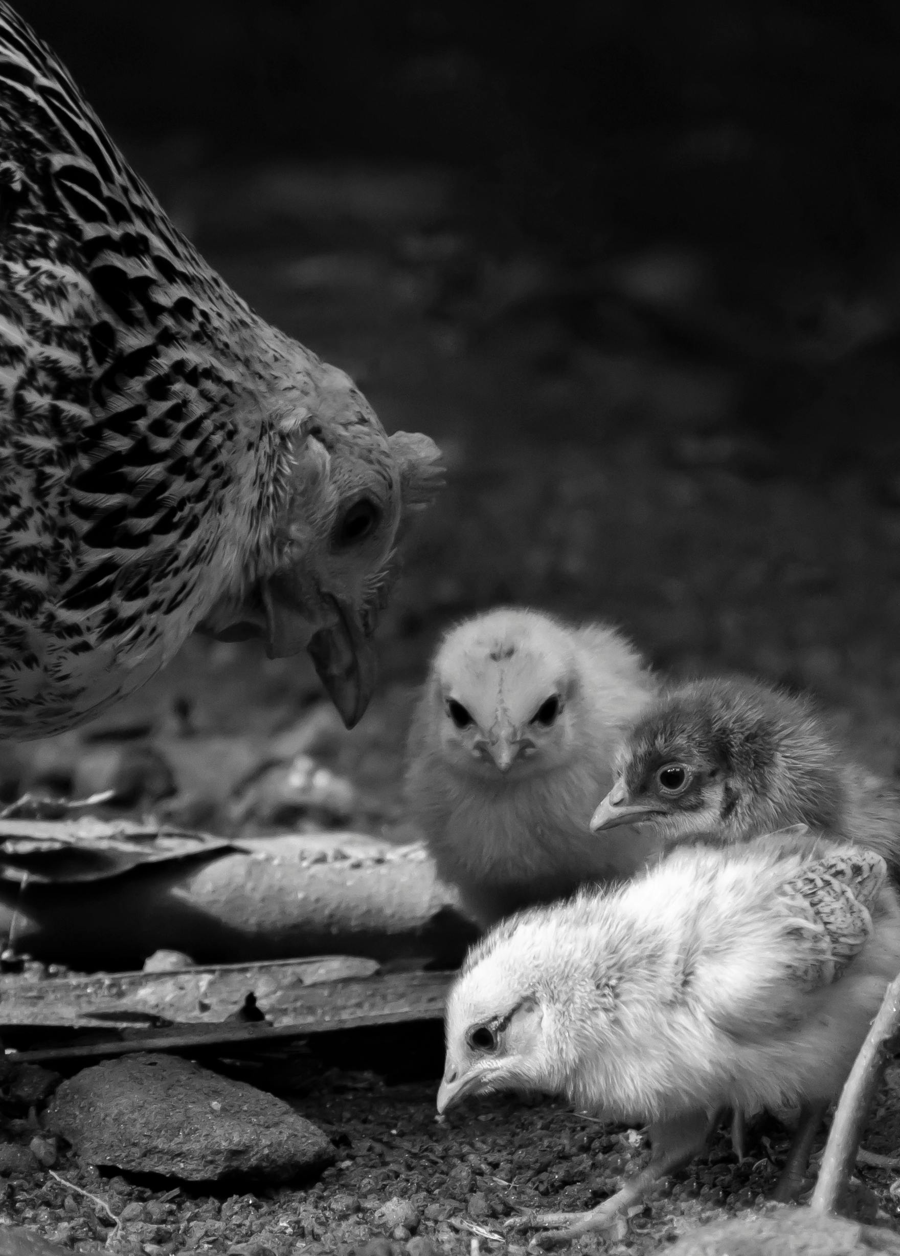 hen and chicks eating on the ground