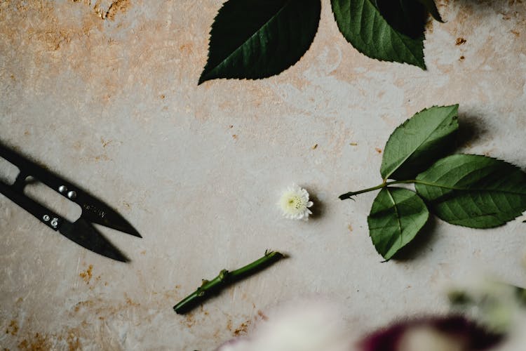 A Pruner Lying Next To A Cut Flower, Leaves And Stem