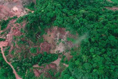 Picturesque aerial view of lush forest with green trees growing on hill slope in countryside