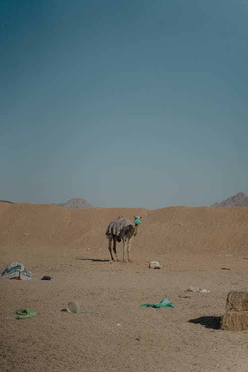 Portrait of a Camel Standing in the Dessert