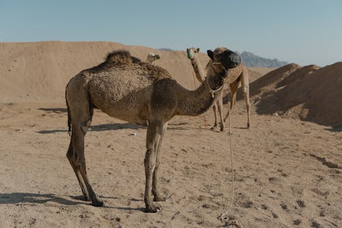 Foto profissional grátis de animal, arenoso, camelos