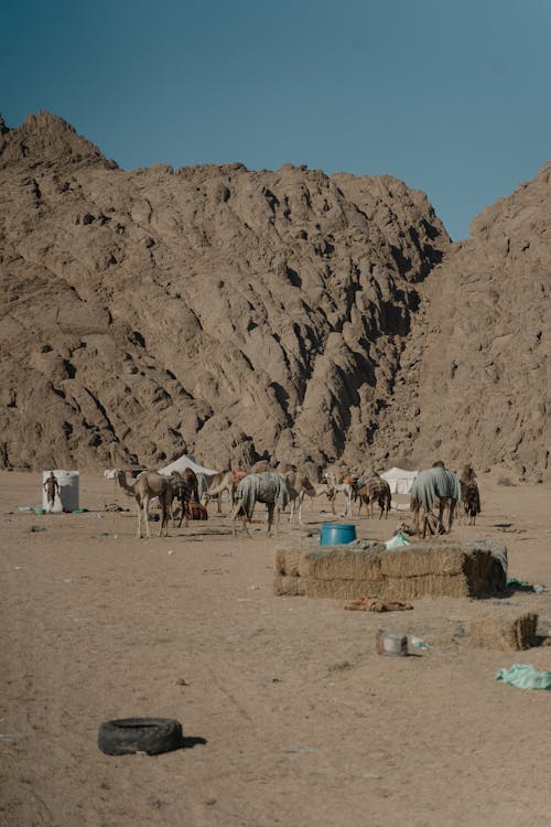 Herd of Camels in a Desert 