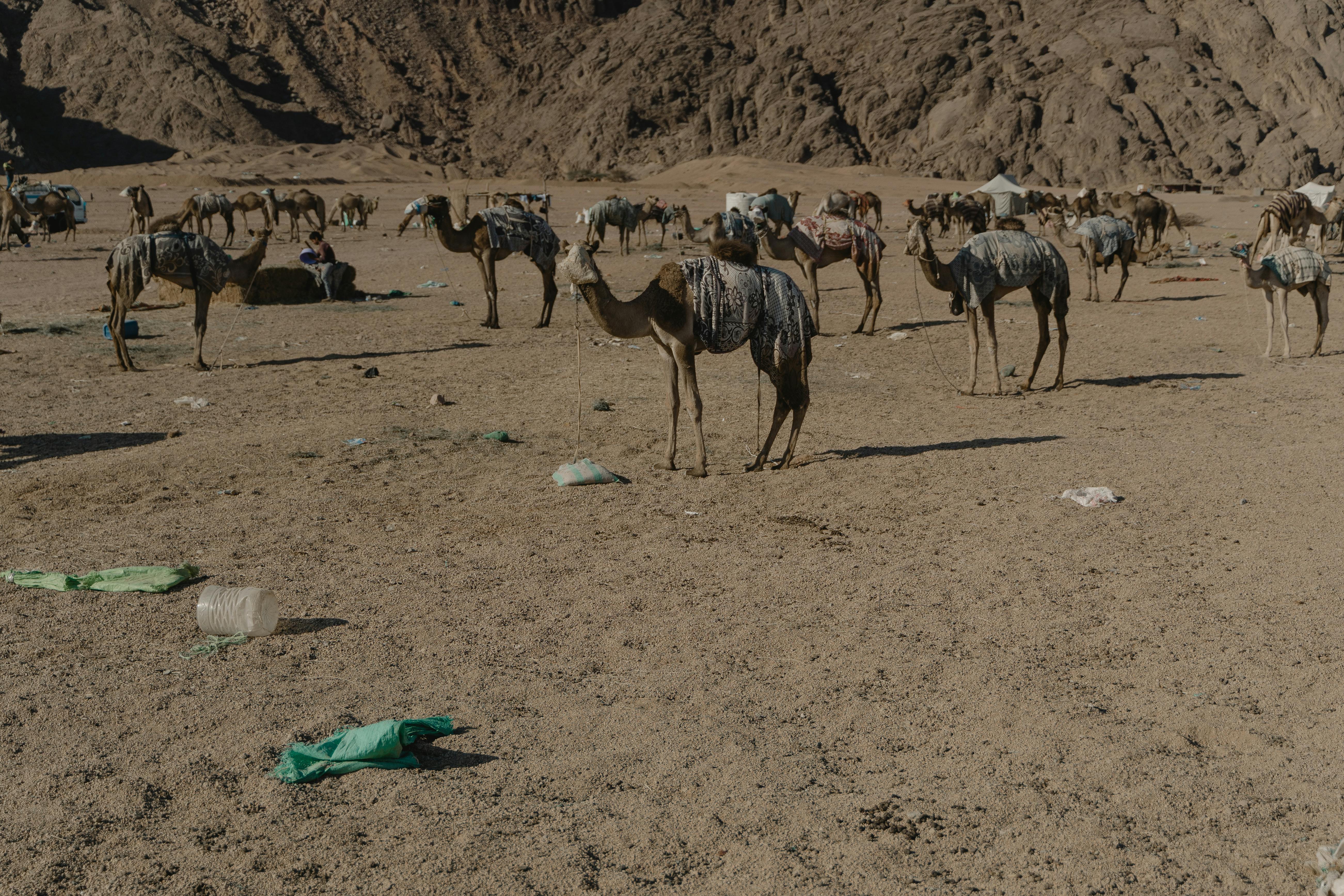 wide angle shot of camels standing in the desert