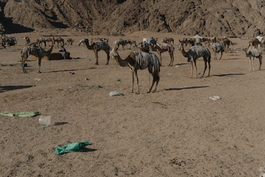 Group of camels resting in a desert setting with mountains in the background, capturing a natural and serene environment.