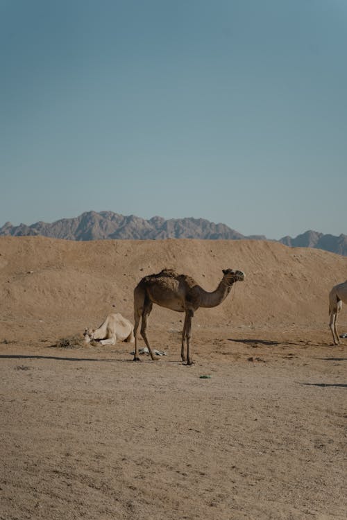 Free Foto profissional grátis de animal, camelo, de pé Stock Photo