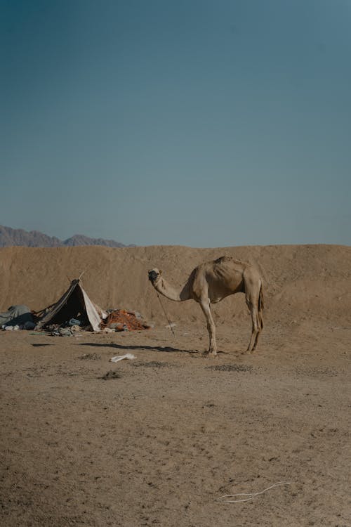 Free Foto profissional grátis de animal, camelo, de pé Stock Photo
