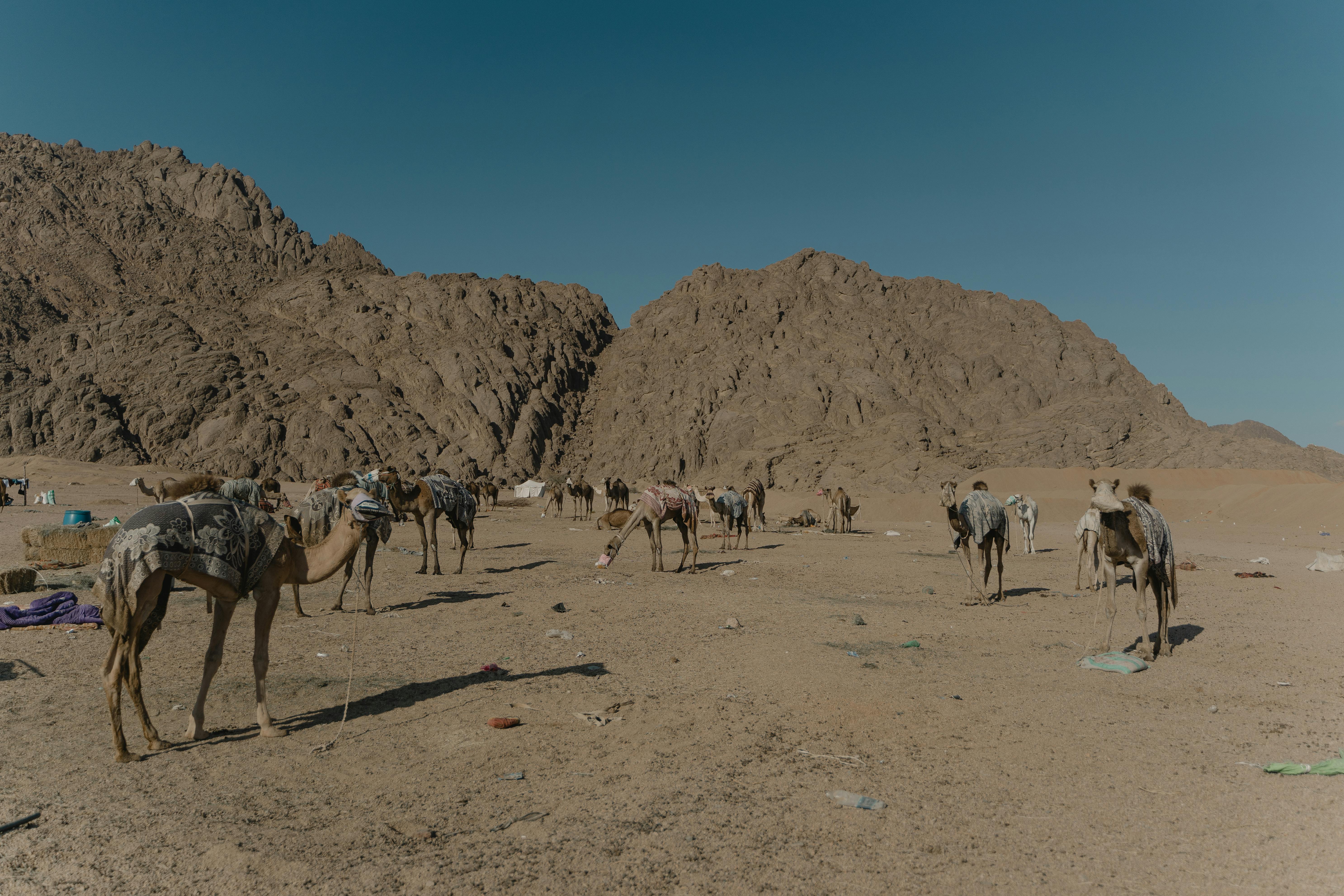 广阔的沙漠中，一群骆驼矗立，天空晴朗，群山环绕