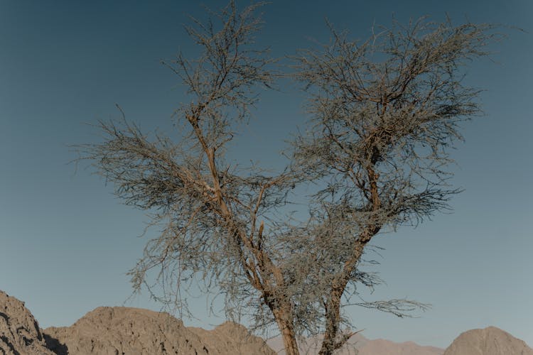 A Leafless Tree On Under Blue Sky